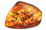 Fossil Fungus Gnat Swarm, Dung Midge, Ant, and Beetle In Amber #349419-1